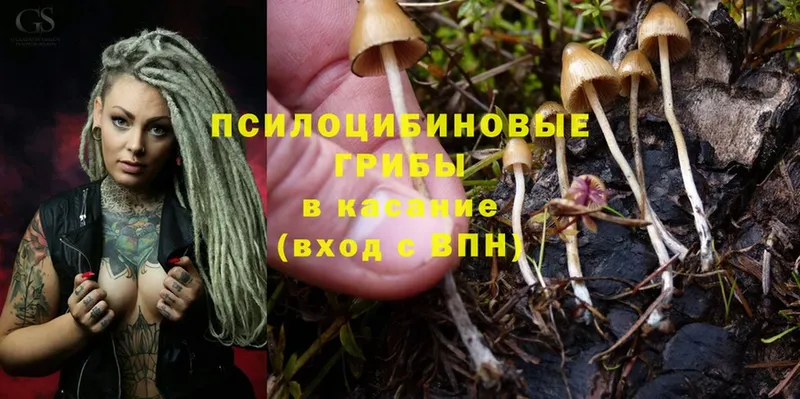 Галлюциногенные грибы Psilocybe  блэк спрут онион  Зубцов 